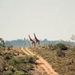 annuaire Afrique Sur Mesure - Safaris en Afrique